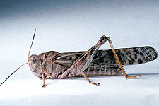High Plains grasshopper (Dissosteira longipennis)