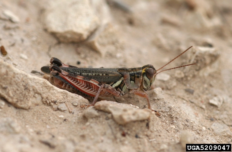 File:Flabellate grasshopper in dirt.jpg