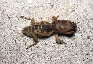 Lesser short-winged mole cricket (Neoscapteriscus abbreviatus)