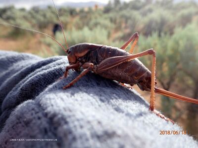 Anabrus simplex