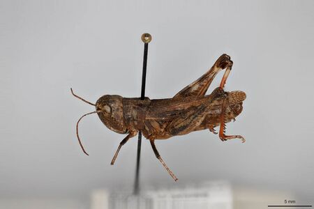 Ageneotettix deorum