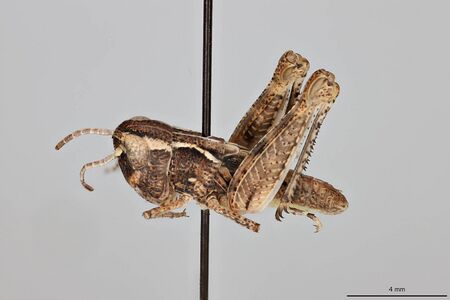 Ageneotettix deorum