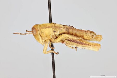 Melanoplus bivittatus