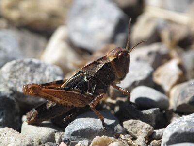 Camnula pellucida