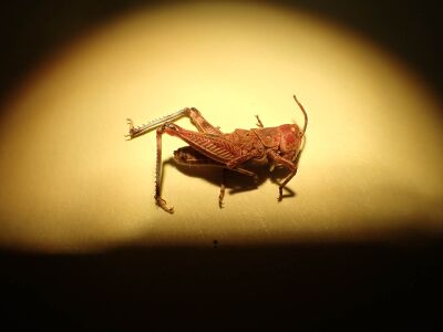 Aulocara elliotti