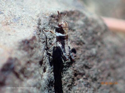 Camnula pellucida