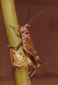 Aulocara elliotti