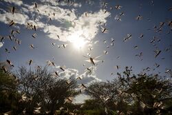 Desert locust swarm in Kenya ©FAO/Sven Torfinn