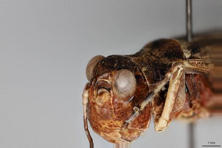 Aulocara elliotti