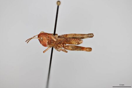 Aulocara elliotti
