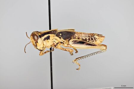 Melanoplus sanguinipes