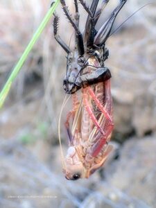 Anabrus simplex