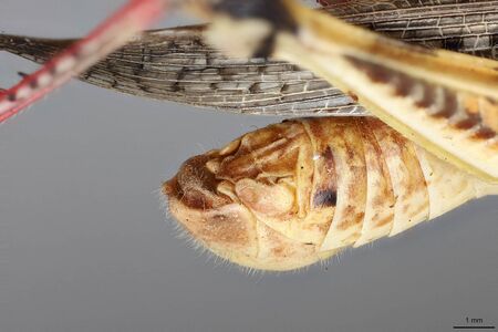 Melanoplus sanguinipes