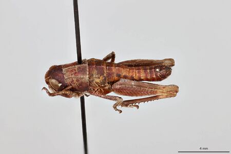 Camnula pellucida