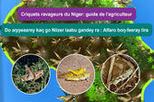 Locust identification in Niger