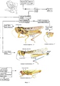FAO locust handbook identification key