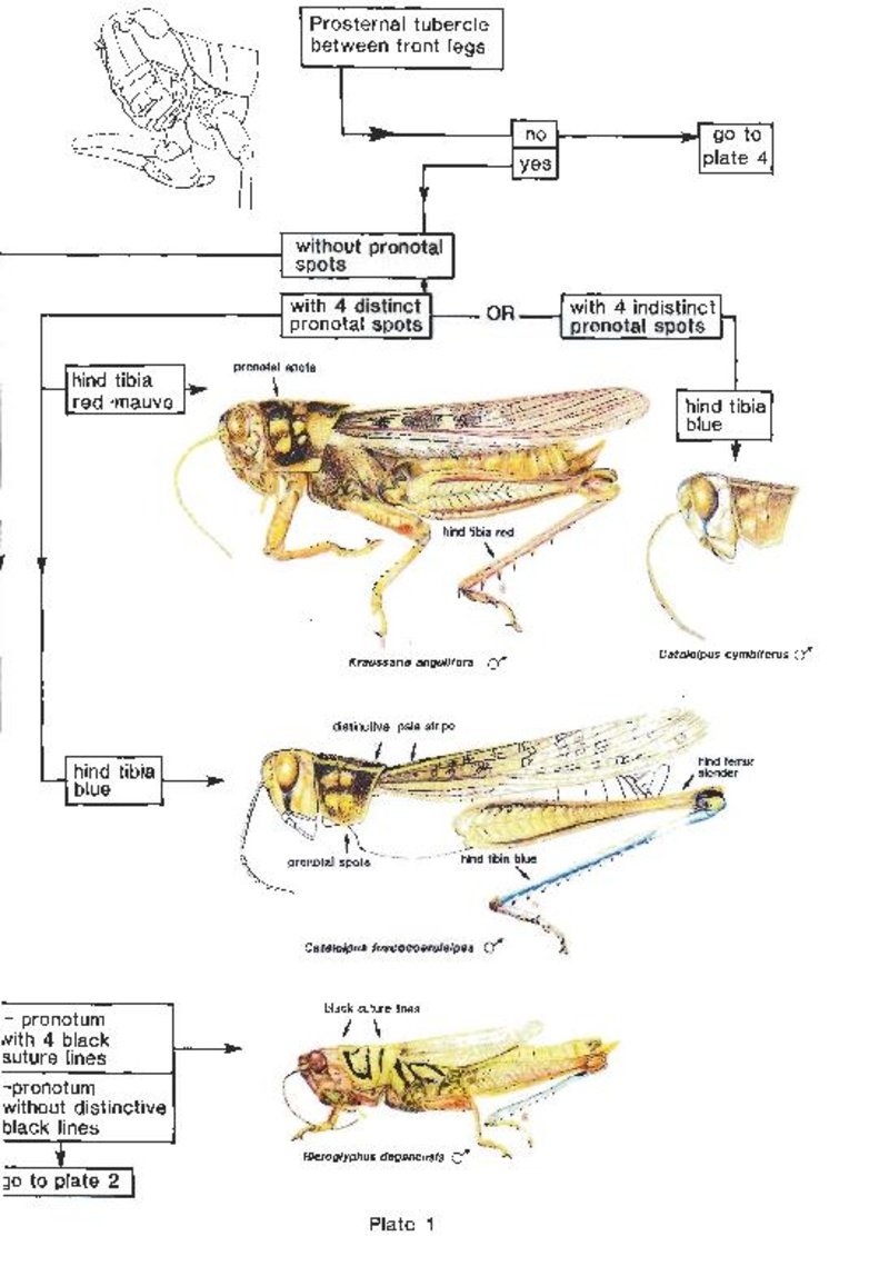 FAO locust handbook identification key - HopperWiki