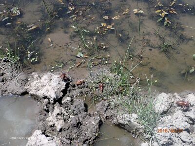 Anabrus simplex