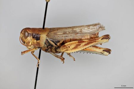 Melanoplus confusus