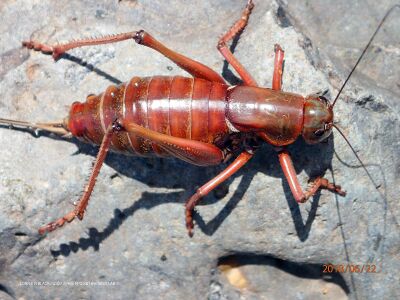 Anabrus simplex