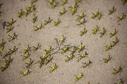 A Swarm of desert locusts in Somaliland ©FAO/Isak Amin