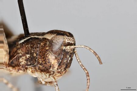 Ageneotettix deorum