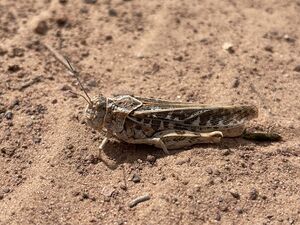 Montana band-winged grasshopper (Xanthippus montanus)