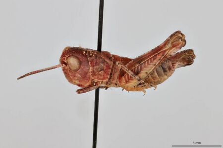 Aulocara elliotti