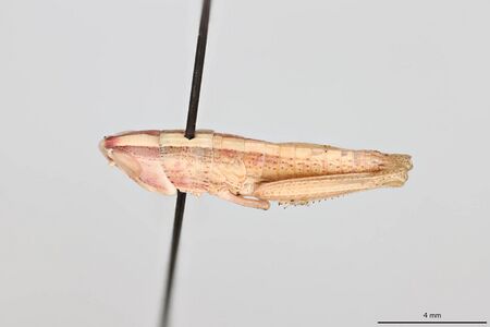 Amphitornus coloradus