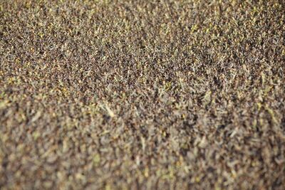 Desert locusts covering the ground in Ceel-Gaal village, in Salal region, Somaliland. ©FAO/Isak Amin
