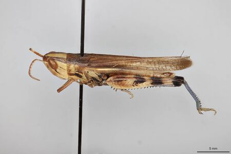 Amphitornus coloradus