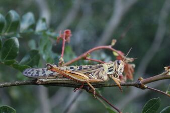 Central American locust (Schistocerca piceifrons)