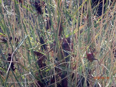 Anabrus simplex
