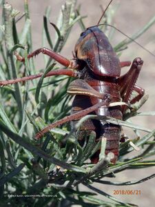 Anabrus simplex