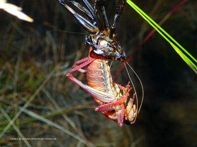 Anabrus simplex