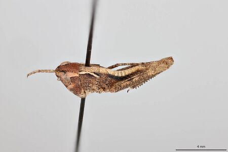 Ageneotettix deorum