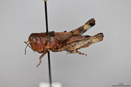 Aulocara elliotti
