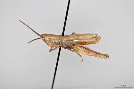 Opeia obscura