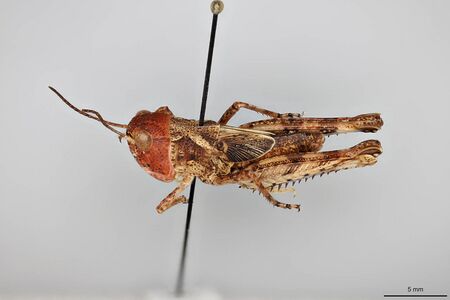 Aulocara elliotti