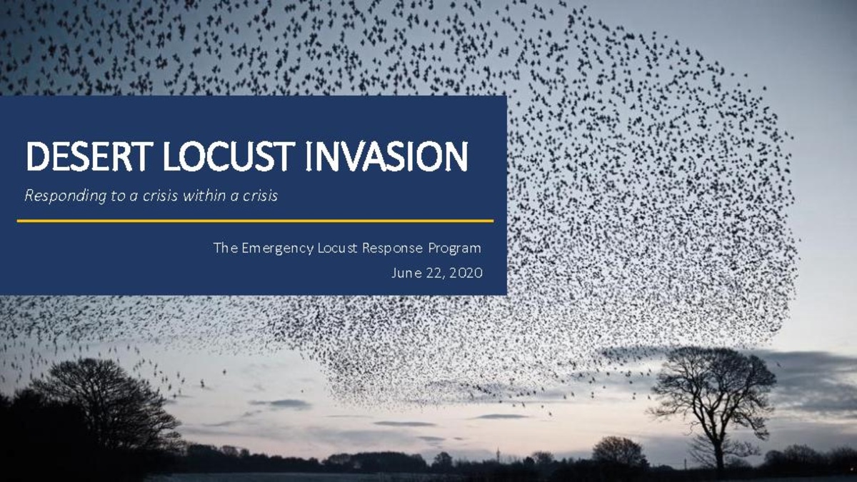 Desert locust invasion responding to a crisis within a crisis - HopperWiki