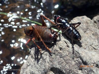 Anabrus simplex