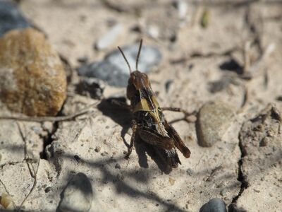 Camnula pellucida