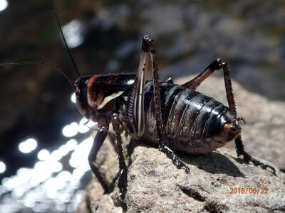 Anabrus simplex