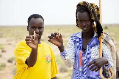 Farmers holding adult desert locusts in Somalia ©FAO/Isak Amin