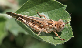 Moroccan locust (Dociostaurus maroccanus)