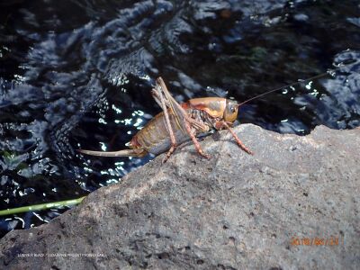 Anabrus simplex