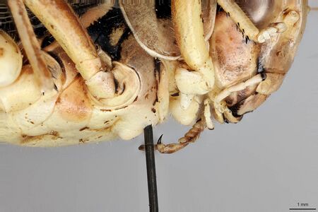 Melanoplus sanguinipes