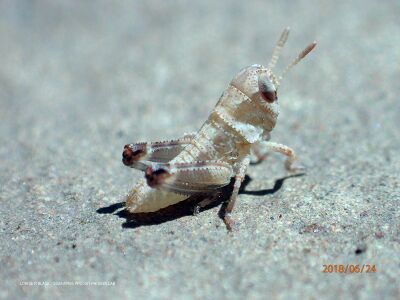Camnula pellucida