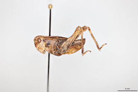Camnula pellucida