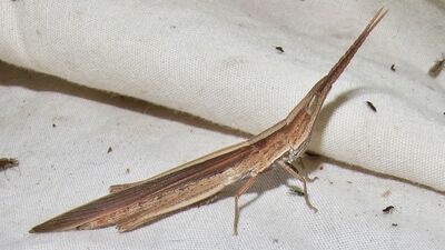 Sumichrast toothpick grasshopper (Achurum sumichrasti)